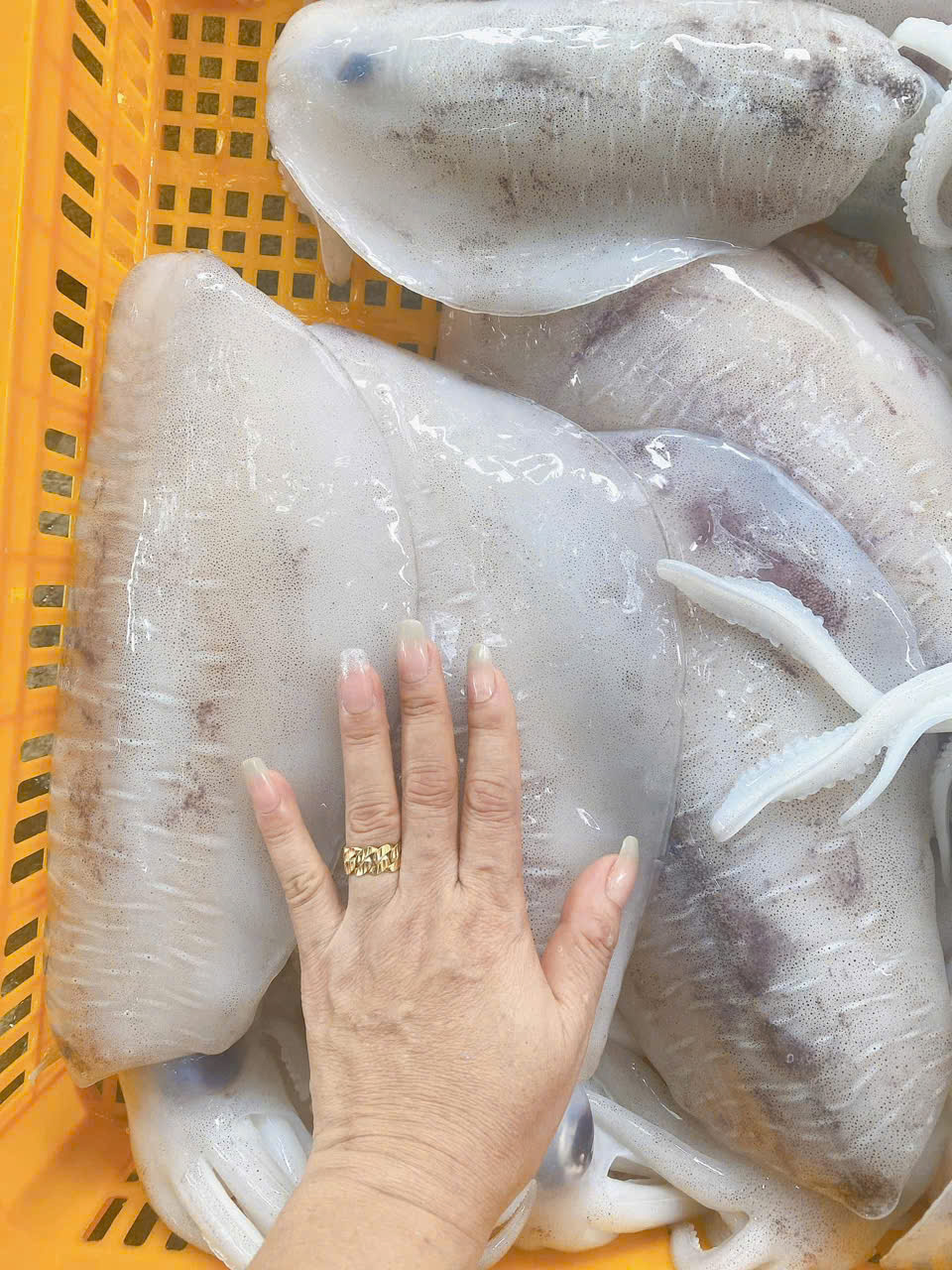 Mực Lá